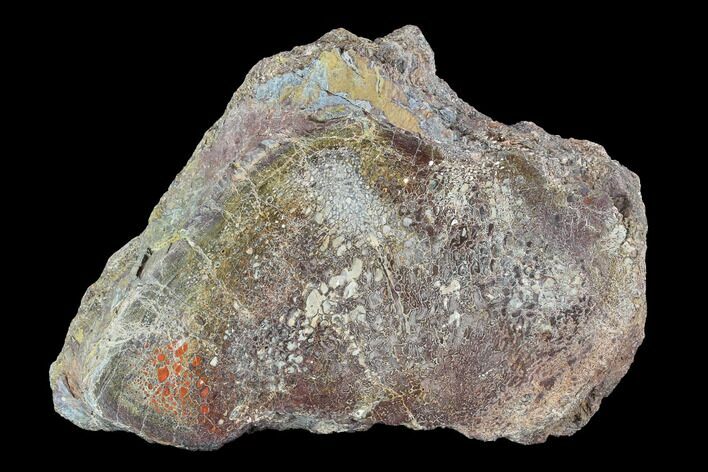 Polished Dinosaur Bone (Gembone) Section - Colorado #96449